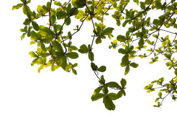 Green leaf or branch isolated on white background.