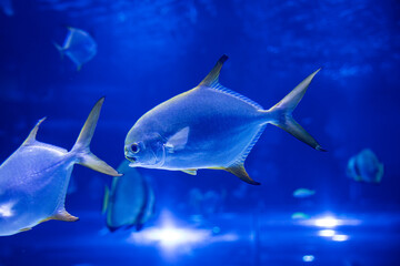 Fish in the water. Aquatic creature. Water world. Sea, ocean, lake and river fauna. Zoo and zoology.
