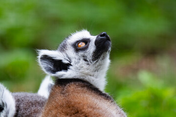 Ring-tailed lemur monkey. Mammal and mammals. Land world and fauna. Wildlife and zoology.