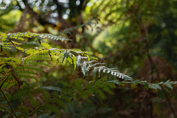 Green branches of a fern in the forest. Green fern leaves on a sunny summer day. Beautiful textured fern leaves in autumn. Fern plants on the background of the forest.
