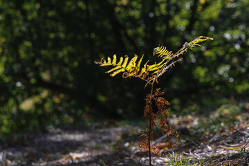 A young sprout with leaves on a blurry background of an autumn forest. Autumn forest scene. Beautiful autumn forest in the sunlight.