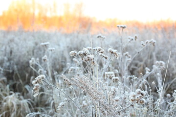 Frost on grass in the morning