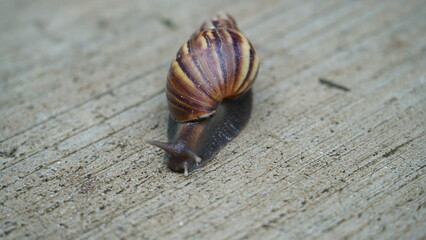 snail on wood