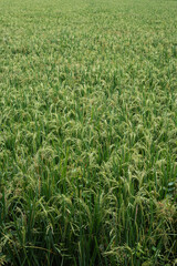 rice grain shape and texture