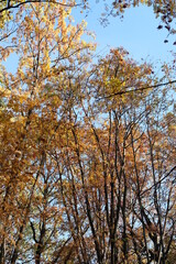 Obraz premium MOUNTAIN ASH BRANCHES IN THE AUTUMN FOREST ON A SUNNY DAY