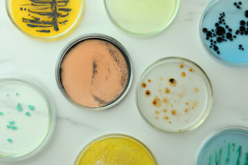 Petri dishes with different bacteria colonies on white marble table, flat lay