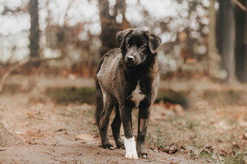 Fototapeta premium black and white dog on the beach