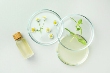 Flat lay composition with Petri dishes and plants on light grey background