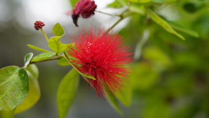 Calliandra haematocephala|朱纓花
