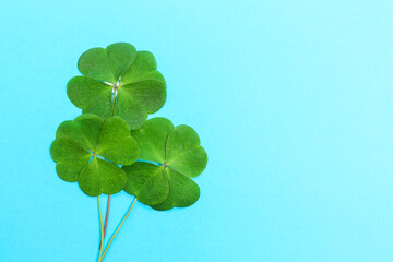 Beautiful green four leaves clover on light blue background, top view. Space for text