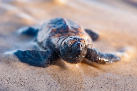Filhote de Tartaruga-cabe&ccedil;uda (Caretta caretta) | Loggerhead Turtle baby