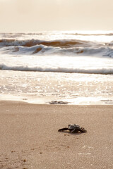 Filhote de Tartaruga-cabeçuda (Caretta caretta) | Loggerhead Turtle baby