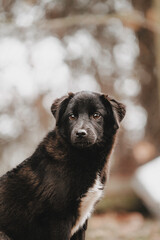 black labrador retriever
