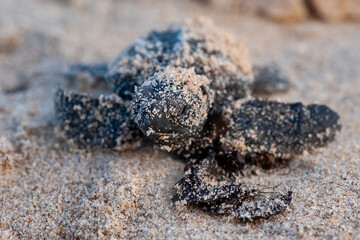 Filhote de Tartaruga-cabeçuda (Caretta caretta) | Loggerhead Turtle baby