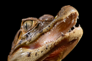Jacaré-de-papo-amarelo (Caiman latirostris) | Broad-snouted caiman