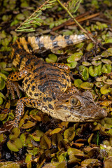 Jacaré-de-papo-amarelo (Caiman latirostris) | Broad-snouted caiman