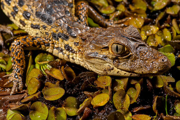 Jacaré-de-papo-amarelo (Caiman latirostris) | Broad-snouted caiman