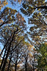 AUTUMN FOREST ON A SUNNY DAY