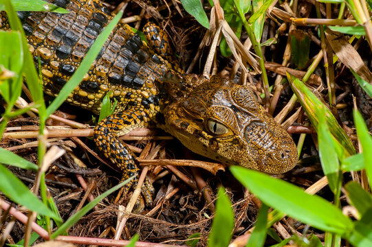 Jacar&eacute;-de-papo-amarelo (Caiman latirostris) | Broad-snouted caiman