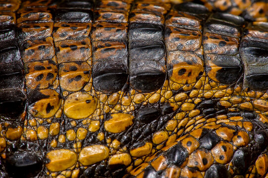 Jacar&eacute;-de-papo-amarelo (Caiman latirostris) | Broad-snouted caiman