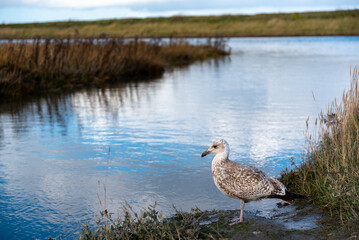 Möwe im Langwarder Groden.