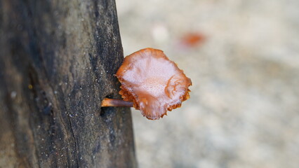 close up of mushroom on  a tree