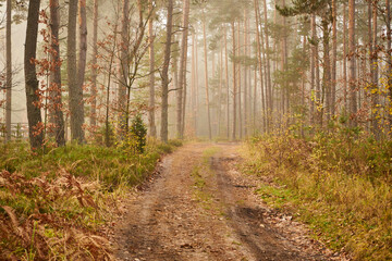 leśna droga ,las, mgła 