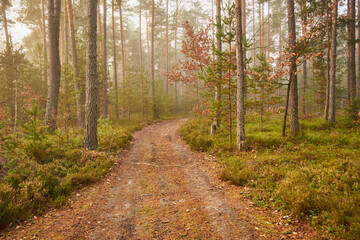 leśna droga ,las, mgła 