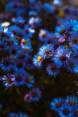 Niebieskie makro kwiaty