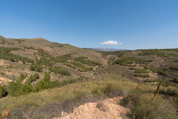 Pine forest in a mountainous area in the south of Spain