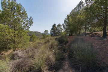 Pine forest in a mountainous area in the south of Spain