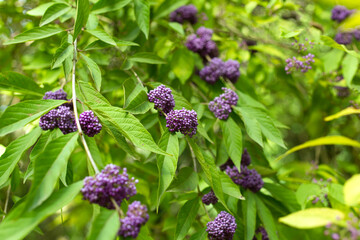 Beautyberry Plant Close Up Background.