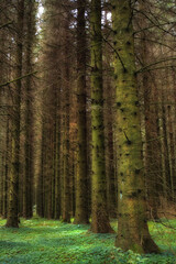 Forest, tree trunk and rainforest ecology for tropical agriculture sustainability, plants diversity and environment. Amazon, green energy and clean energy in nature landscape for fresh air or oxygen