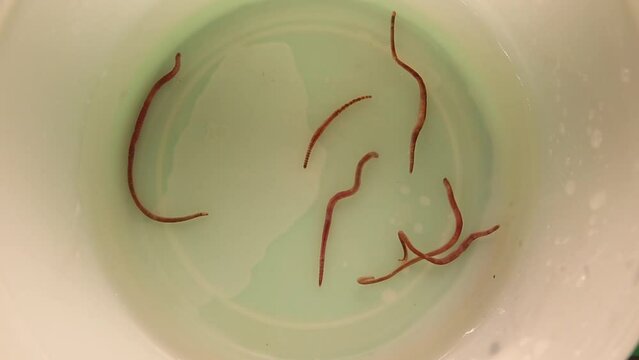 Earthworms swimming in water.
Earthworm isolated on white background.
Red worm Dendrobaena.
Earth worm live bait for fishing.
Insects, insect.
Bugs, bug.
Animals, animal.
Garden, agriculture, farm