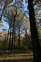Fototapeta premium AUTUMN FOREST ON A SUNNY DAY