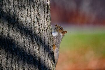 Squirrel at Otsiningo Park in Binghamton on a very nice Autumn day.  Squirrel on side of the tree looking up.  Fun in the Park in Upstate NY.
