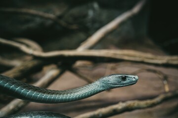 Closeup shot of a black mamba snake found slithering in the nature - obrazy, fototapety, plakaty