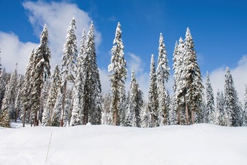 snow covered trees in the mountains
