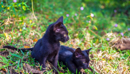 Naklejka premium Two adorable black kittens playing running and chasing each other happily together.Kittens in the garden