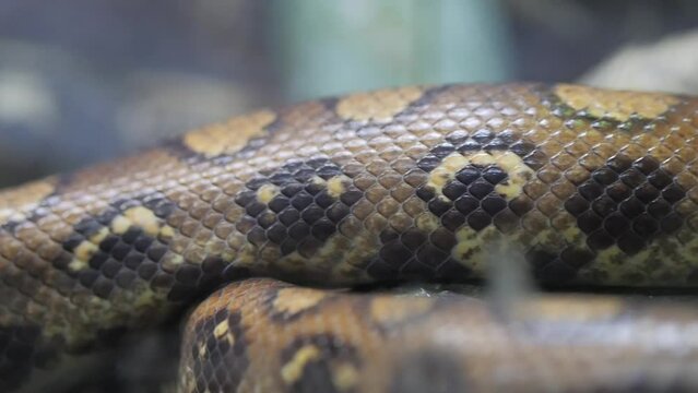 close up of snakeskin. The snake is crawling