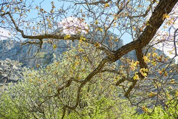 Trees in a forest, sanctified  by the sun in the back