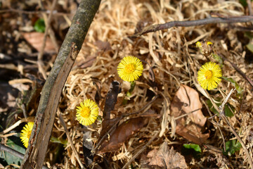 Coltsfoot yellow flowers