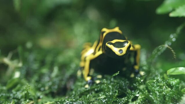Frog Bright Yellow With Black Spots. Latin Phyllobates Bicolor.