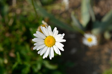 Shasta daisy Crazy Daisy white flower