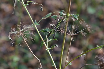 DRY PLANTS IN THE AUTUMN FOREST