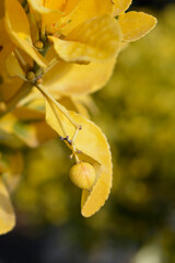 Japanes spindle Aureus branch with fruit