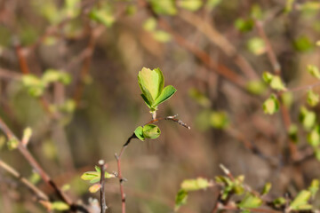 Van Houttes spiraea new leaves
