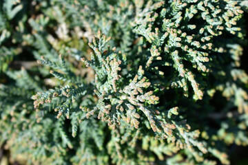 Creeping juniper Icee Blue branches