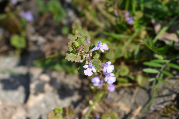 Ground-ivy flowers