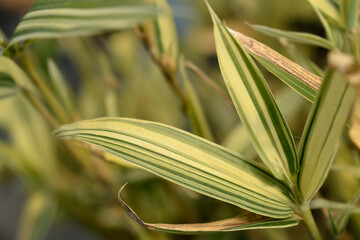 Chinese bamboo leaves